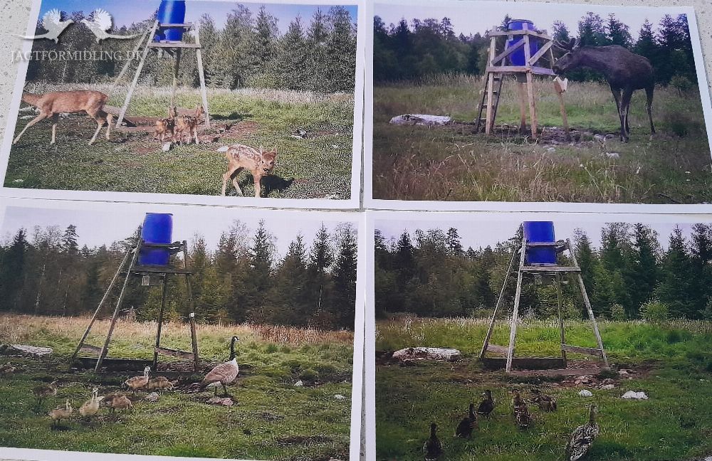 Jakt uthyres årsvis